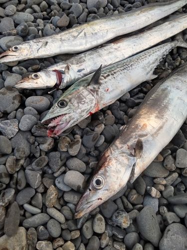 タチウオの釣果
