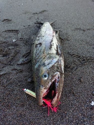 アキアジの釣果