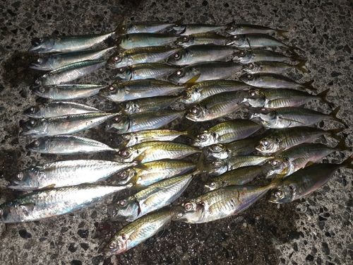 キスの釣果