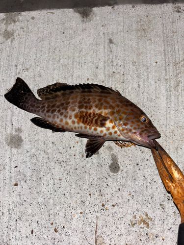 オオモンハタの釣果