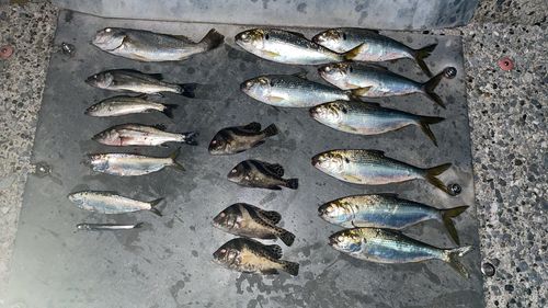 若洲海浜公園海釣り施設