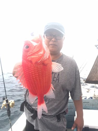 エビスダイの釣果