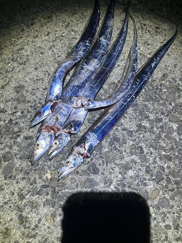 タチウオの釣果