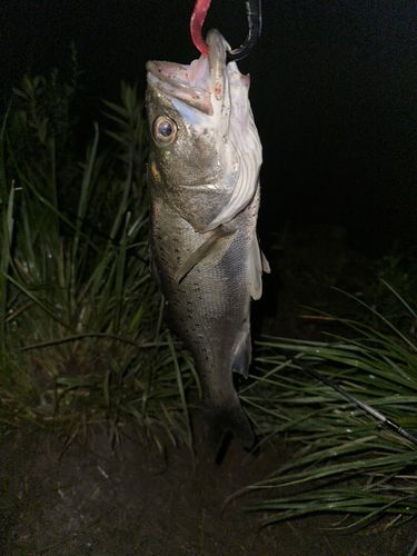 スズキの釣果