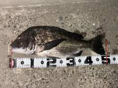 チヌの釣果