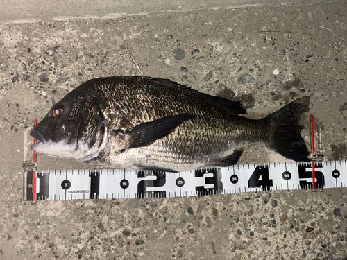 チヌの釣果