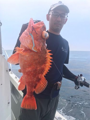 ウッカリカサゴの釣果