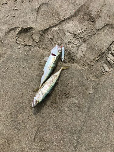 須田浜海岸