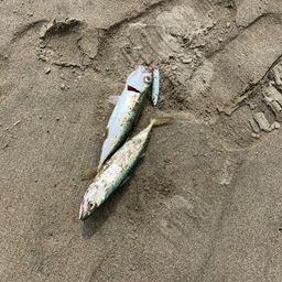 サバ