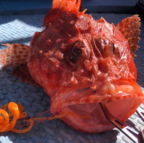 イズカサゴの釣果