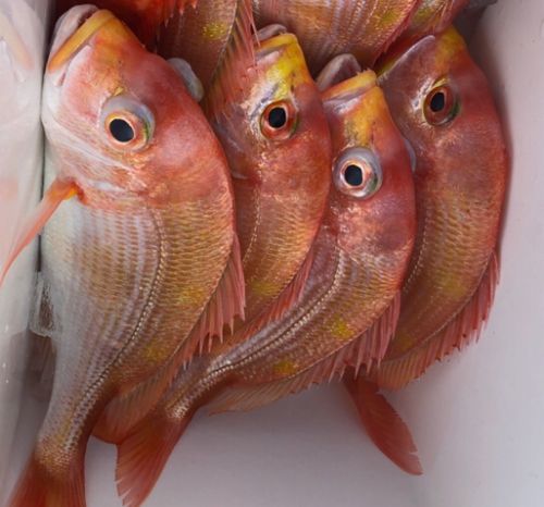 レンコダイの釣果