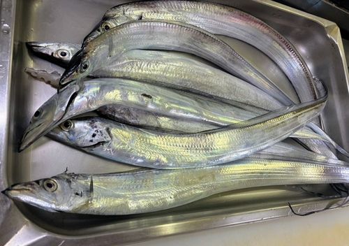 タチウオの釣果