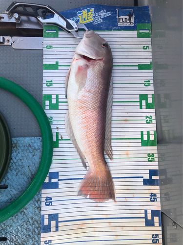 シロアマダイの釣果