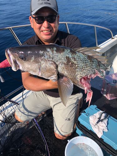 オオニベの釣果
