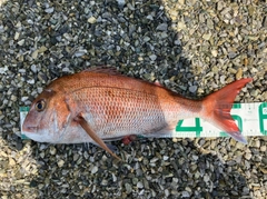 マダイの釣果