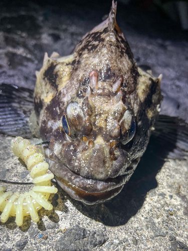 オウゴンムラソイの釣果