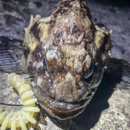 オウゴンムラソイ