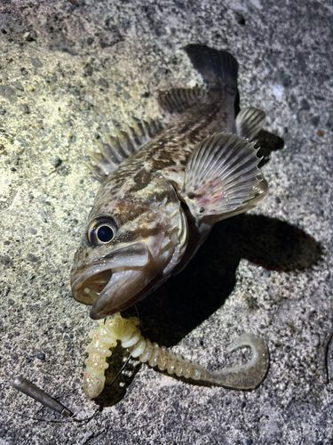 クロソイの釣果