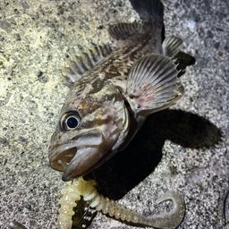 クロソイ