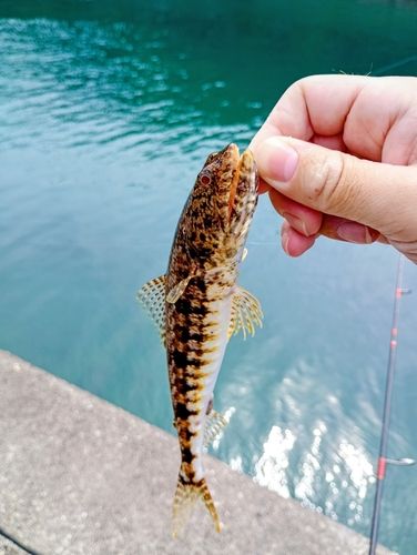 エソの釣果