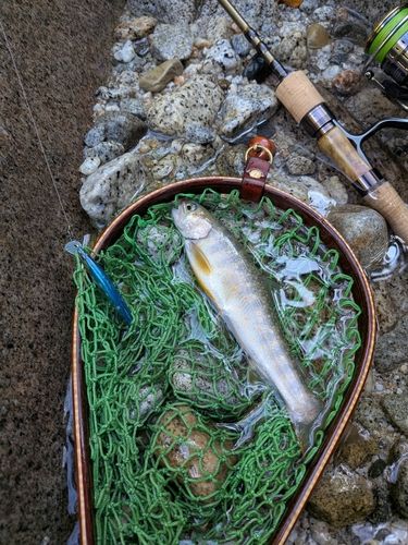 イワナの釣果