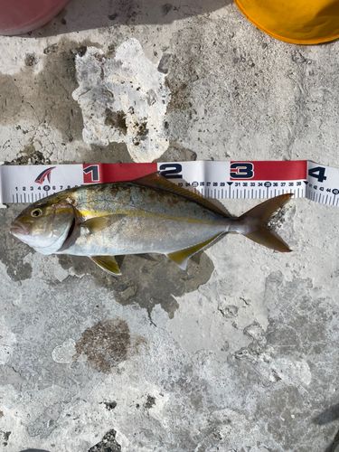 ネイリの釣果