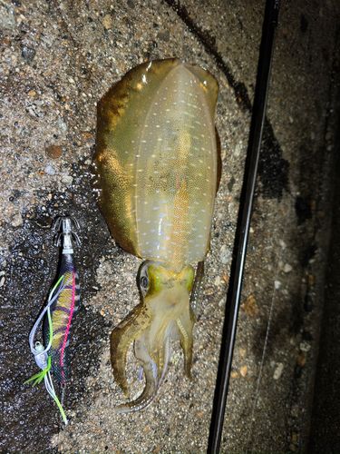 アオリイカの釣果