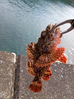 オニカサゴの釣果