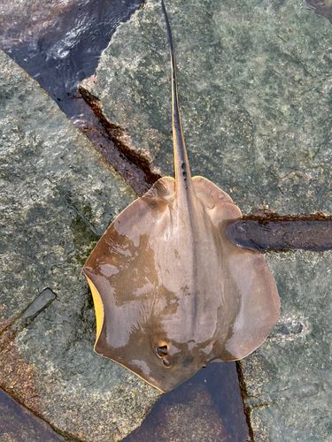 エイの釣果