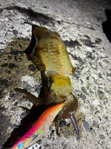 イカの釣果