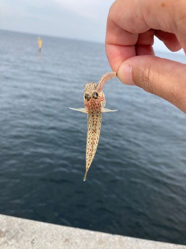 サビハゼの釣果