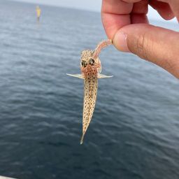 サビハゼ