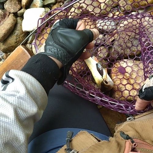 ウグイの釣果