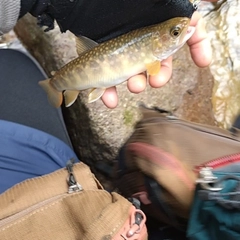 イワナの釣果