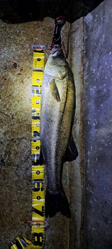 スズキの釣果