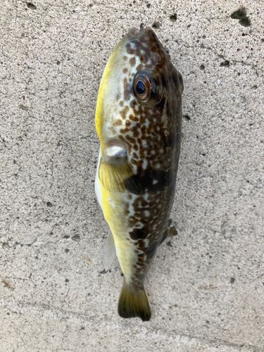 ショウサイフグの釣果