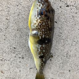 ショウサイフグ