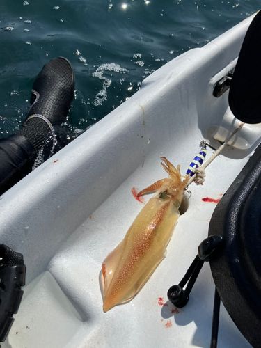 ケンサキイカの釣果