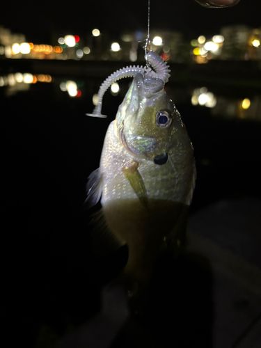 ブルーギルの釣果