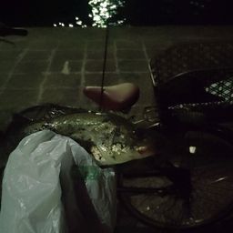 セイゴ（ヒラスズキ）