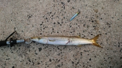 アカカマスの釣果