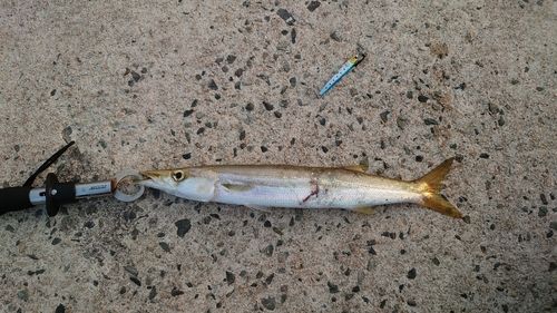 アカカマスの釣果