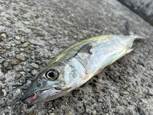 サゴシの釣果