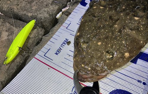 マゴチの釣果