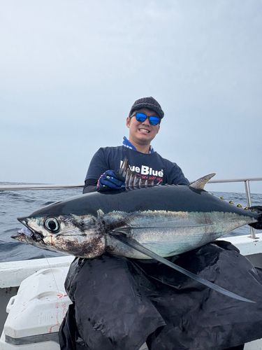ビンチョウマグロの釣果
