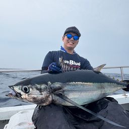 ビンチョウマグロ