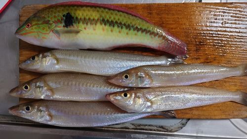 シロギスの釣果