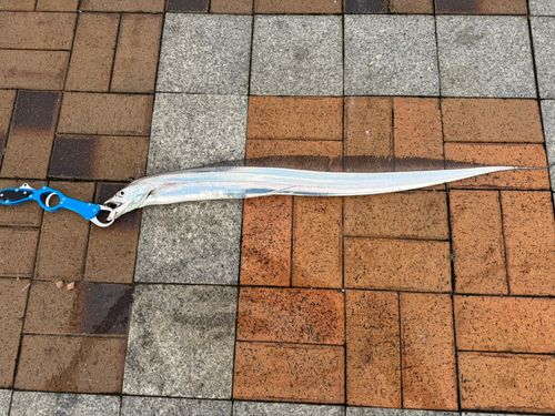 タチウオの釣果