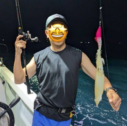 ケンサキイカの釣果