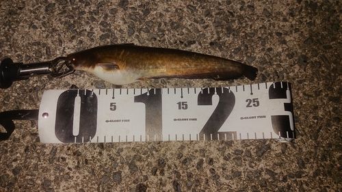 ナマズの釣果